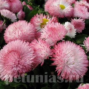 Маргаритка Habanera Rose - 5 шт 10777 - фото 703
