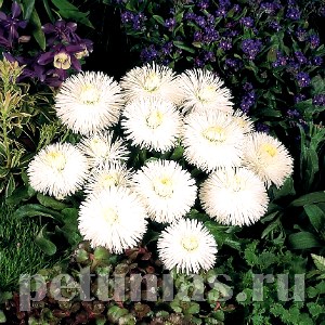 Маргаритка Habanera White - 5 шт 10778 - фото 704