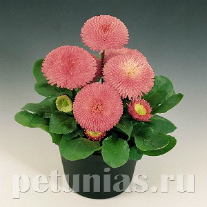 Маргаритка Tasso Pink - 10 шт 10780 - фото 706
