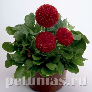 Маргаритка Tasso Red - 10 шт 10781 - фото 707