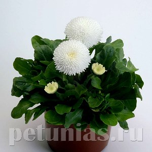 Маргаритка Tasso White - 10 шт 10783 - фото 709
