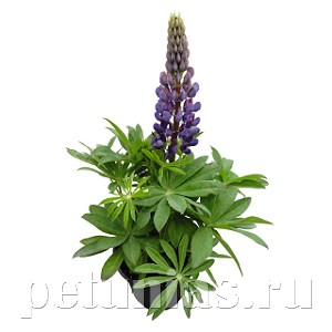 Люпин Lupini Blue Shades - 5 шт 10771 - фото 710