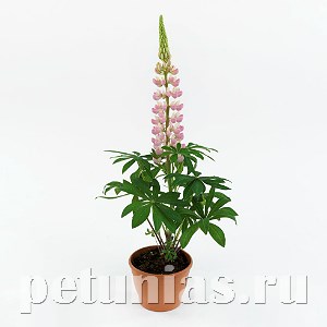 Люпин Lupini Pink Shades - 5 шт 10772 - фото 711
