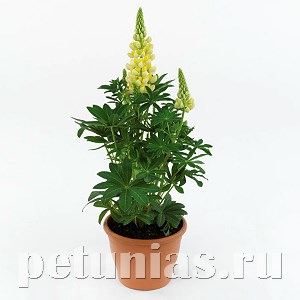 Люпин Lupini Yellow Shades - 5 шт 10775 - фото 714