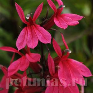 Лобелия прекрасная Starship Deep Rose - 3 шт 10768 - фото 728
