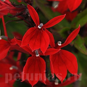 Лобелия прекрасная Starship Scarlet - 3 шт 10769 - фото 729