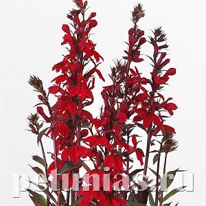 Лобелия прекрасная Starship Scarlet Bronze Leaf - 3 шт 10770 - фото 730