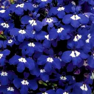 Лобелия Riviera Blue Eyes  - 5 шт 10753 - фото 731