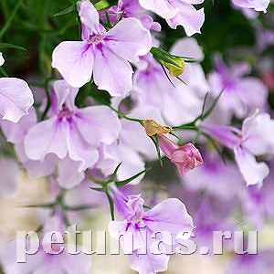Лобелия Riviera Lilac  - 5 шт 10755 - фото 733