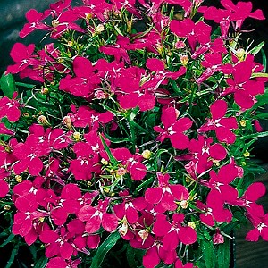 Лобелия Riviera Rose - 5 шт 10758 - фото 736