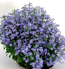 Лобелия Riviera Sky Blue  - 5 шт 10759 - фото 737