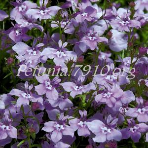 Лобелия Palace Lilac - 5 шт 10763 - фото 741