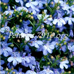 Лобелия Palace Sky Blue - 5 шт 10765 - фото 743