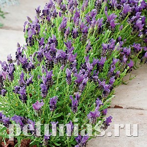 Лаванда испанская Bandera Purple - 5 шт 10738 - фото 750