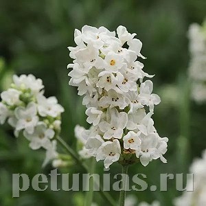 Лаванда узколистная Ellagance Snow - 5 шт 10741 - фото 752