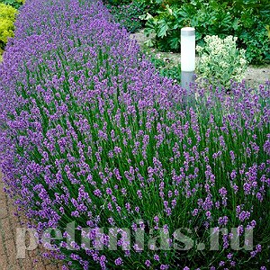 Лаванда узколистная Vicenza Blue - 10 шт 10744 - фото 755