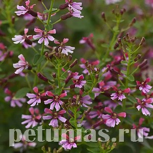 Куфея Pink Shimmer - 3 шт 10731 - фото 756