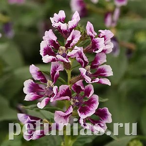 Куфея Sweet Talk Lavender Splash - 3 шт 10732 - фото 757