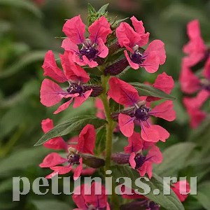 Куфея Sweet Talk Pink Deep - 3 шт 10733 - фото 758