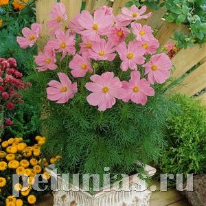 Космея Sonata Pink - 10 шт 10722 - фото 761