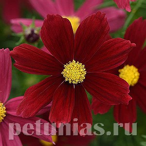 Космея Sonata Red Shades - 10 шт 10725 - фото 764