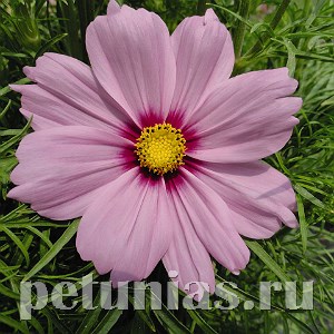 Космея Casanova Pink - 10 шт 10727 - фото 766