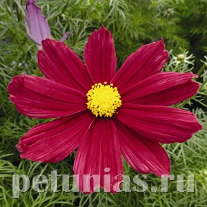 Космея Casanova Red - 10 шт 10728 - фото 767