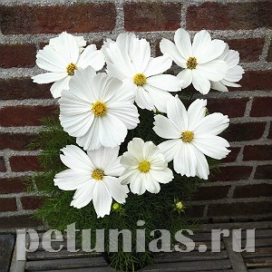 Космея Casanova White - 10 шт 10730 - фото 769