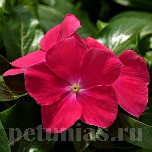 Катарантус Mediterranean XP Hot Rose - 5 шт 10668 - фото 777