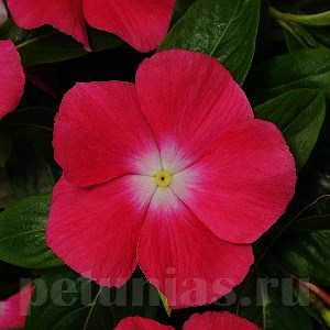 Катарантус Mediterranean XP Rose Hallo - 5 шт 10672 - фото 781