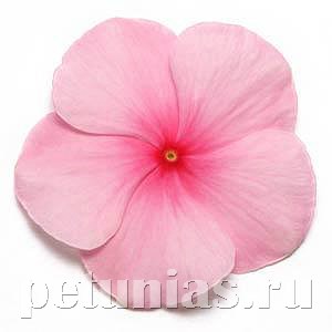 Катарантус Pacifica XP Blush - 10 шт 10675 - фото 784