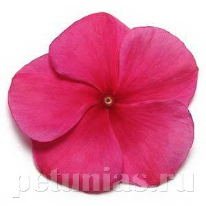 Катарантус Pacifica XP Burgundy - 10 шт 10676 - фото 785