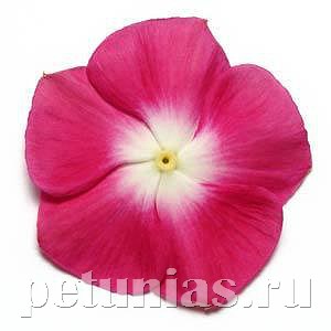Катарантус Pacifica XP Burgundy Halo - 10 шт 10677 - фото 786
