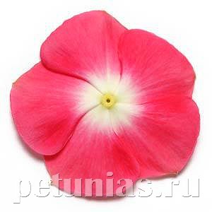 Катарантус Pacifica XP Cherry Red Halo - 10 шт 10678 - фото 787