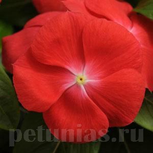 Катарантус Pacifica XP Orange - 10 шт 10681 - фото 790