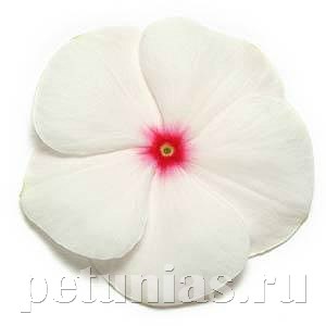 Катарантус Pacifica XP Polka Dot - 10 шт 10682 - фото 791
