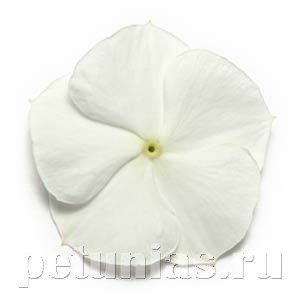 Катарантус Pacifica XP White - 10 шт 10684 - фото 793