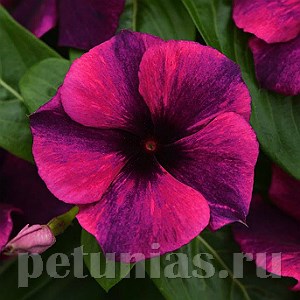 Катарантус Tattoo Black Cherry - 5 шт 10685 - фото 794