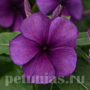 Катарантус Tattoo Blueberry - 5 шт 10686 - фото 795