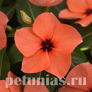 Катарантус Tattoo Orange - 5 шт 10687 - фото 796