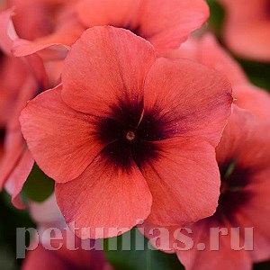 Катарантус Tattoo Papaya - 5 шт 10688 - фото 797