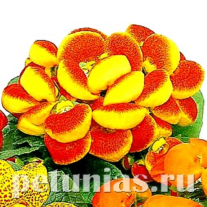 Кальцеолярия Dainti Red and Yellow - 5 шт 10649 - фото 802