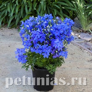 Дельфиниум Hunky Dory Blue - 5 шт 10617 - фото 805