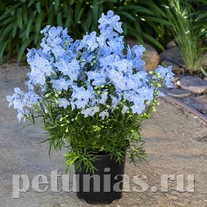 Дельфиниум Hunky Dory Sky Blue - 5 шт 10618 - фото 806