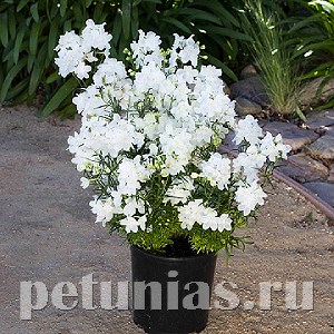 Дельфиниум Hunky Dory White - 5 шт 10619 - фото 807