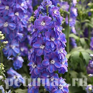 Дельфиниум Guardian Blue - 3 шт 10620 - фото 808