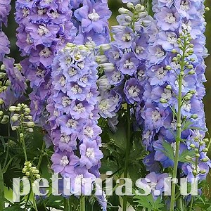 Дельфиниум Guardian Lavender - 3 шт 10621 - фото 809