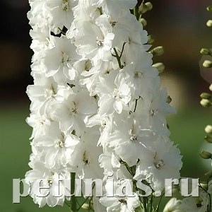 Дельфиниум Guardian White - 3 шт 10622 - фото 810