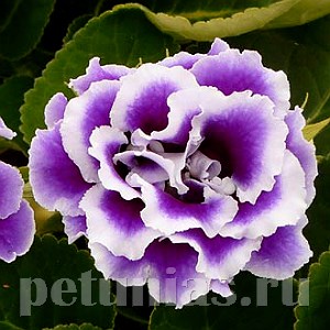 Глоксиния Brocade Blue and White - 5 шт 10602 - фото 812