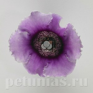 Глоксиния Empress Lavender Bicolor - 5 шт 10608 - фото 818